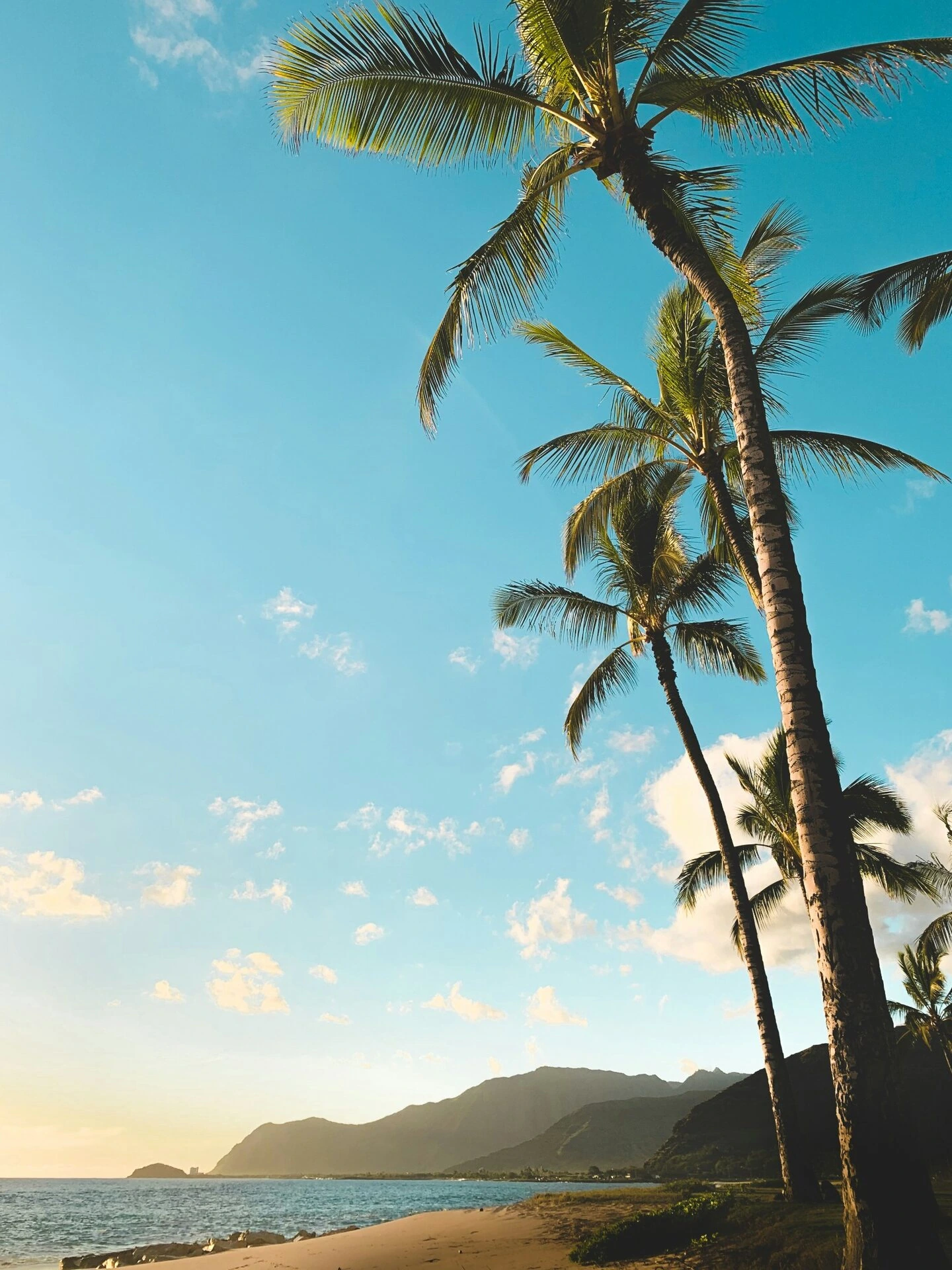 Palm trees beside the shoreline at Māʻili Beach Park on Oʻahu’s leeward coast