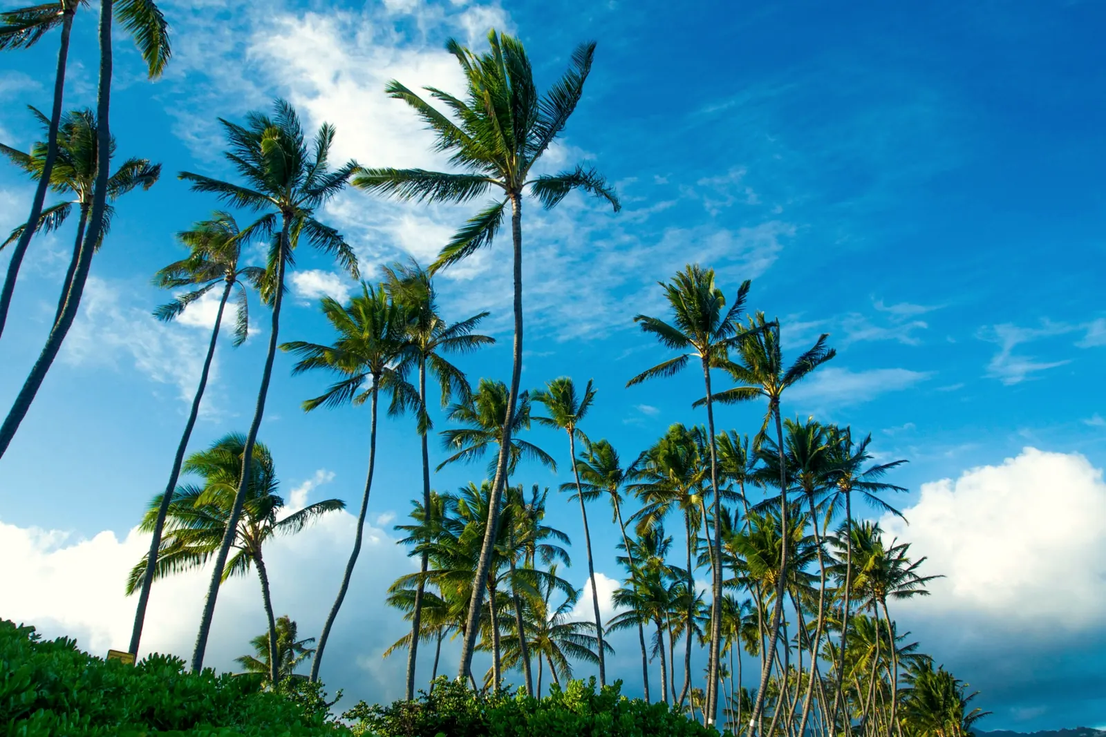 Palm trees near Kāhala Beach under a blue sky