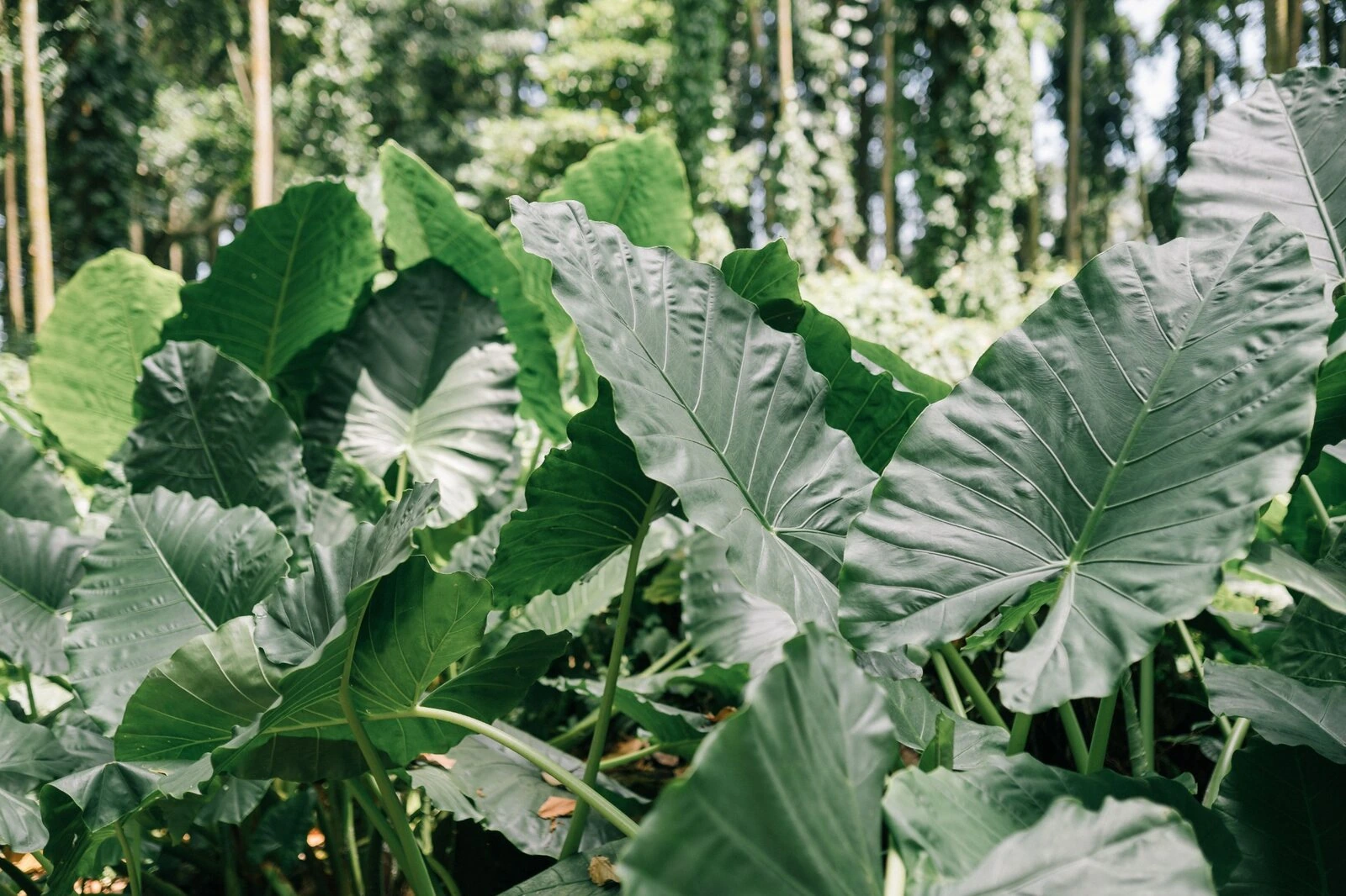Large tropical foliage in the Mānoa area of Honolulu